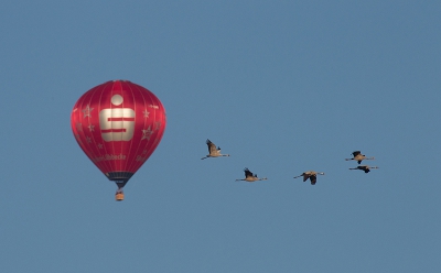 De ballonvaarders vlogen eerste rang om de vluchten kraanvogels op oog hoogte te bekijken.
