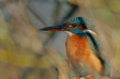 het valt niet mee om een originele foto van dit geliefde vogeltje te maken. Ik vind deze wel mooi herfstig overkomen zo tussen de takken en bladeren....