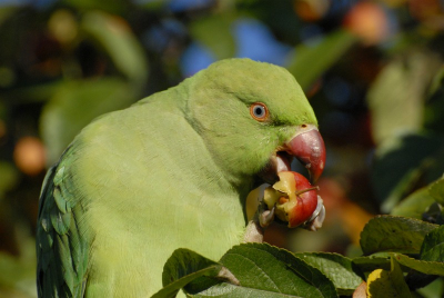 Deze parkiet zat een sierappeltje te eten, hij/zij was redelijk makkelijk te benaderen.