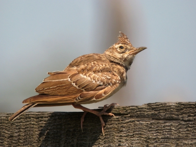 Deze verzwakte kuifleeuwerik zagen we vlak voor de auto op de weg lopen, waar de vogel maar weinig intresse in de auto toonde. Uiteindelijk vloog de vogel toch op en ging op dit paaltje zitten. Hier het moment dat de vogel even kort omhoog keek.

Groeten Tom Versluijs