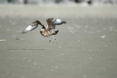 2e foto die ik upload van de kleine jager bij de zuidpier ik zat op deze foto al een tijd te wachten..