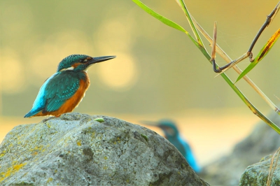 Uit dezelfde serie als eerder geplaatste Ijsvogel. Hier had ik het geluk dat ze beide binnen mijn kader vielen zonder storende objecten op de achtergrond. 

Ben benieuwd naar het takje, stoort die of juist niet?