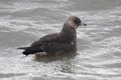 Vanmiddag even op de pier bij Holwerd geweest,deze jager zat een dode bergeend op te eten.
Welke jager is dit ,of is dit geen jager