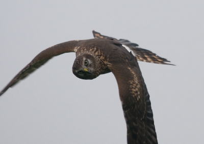 Vanuit de mist kwam ie opduiken en dacht, he wat doe jij daar?? Met name vind ik de kophouding heel apart