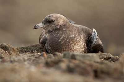 Op de terugweg uit mijn werk toch maar weer even langs de pier. Daar ik werd verrast door een groot aantal vogelaars/ fotografen. Het bleek dat een kleine jager de gehele dag op de pier had rondgehangen en zich tegoed had gedaan aan een dode bergeend. Hij stoorde zich in ieder geval aan niemand.