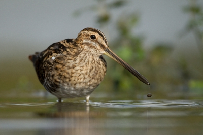 Watersnip, wat een mooie vogels zijn het. Om ze te fotograferen is het een heel ander verhaal. Ze zijn erg bewegelijk en staan als ze fourageren nooit stil. Ook het fotograferen zonder hoekzoeker is geen aanrader. Dankzij Ton heb ik een mooie serie kunnen maken. Ton bedankt!