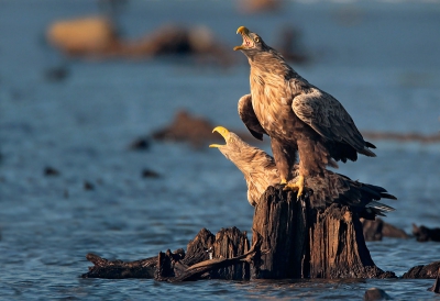 Great Migration. Nemunas Delta gathered about fifty sea eagles. Currently, a fantastic opportunity to not only monitor but also to engage in photography.