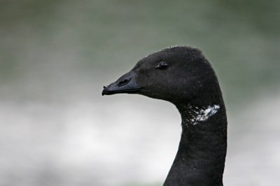 Deze verdwaalde rotgans zat bij Alblasserdam in de polder. Prachtig beest, supermooie fijne kop. Kon redelijk dichtbij komen, een mooie gelegenheid om mijn nieuwe 150-500 Sigma uit te proberen. Ondanks het gebrek aan licht ben ik toch zeer tevreden met dit resultaat.