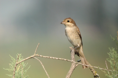 In het mooie zachte ochtendlicht kwam deze prachtige vogel nieuwschierig dichtbij zitten. Op dezelfde plek waren ook roodkopklauwieren met jonkies te zien. Helaas wilden deze niet dichterbij komen.

Groeten Tom Versluijs