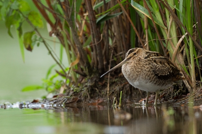 De laatste uit de Snippen serie. Hierbij gekozen voor de vogel in zijn leefruimte plaat. Zo staan en af en toe een beetje indutten kunnen ze uren volhouden. Ik heb genoten van deze vogels en Ton nogmaals bedankt! P.s. de hoekzoeker is inmiddels aangeschaft!