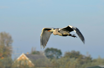 Tijdens het dreggen in de sloot krioelde het van de reigers in de polder. Dit exemplaar kwam ook even polshoogte nemen...