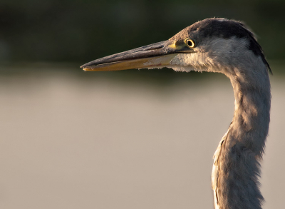 deze reiger keek naar het laagstaande zonnetje, voor mij was het net niet tegen het licht in. Ik dacht dat de vogel weg zou vliegen, maar het tegengestelde was waar, hij kwam juist dichterbij, dus mijn kans om een bijna beeldvullend portret te maken.
