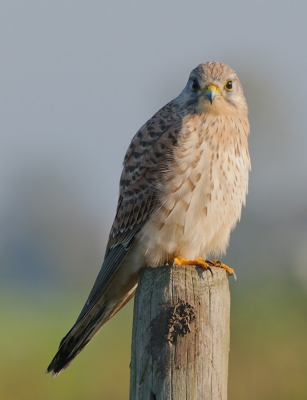 eindelijk is het eens gelukt om de torenvalk van dichtbij te fotograferen. Wat een mooie vogel is het toch.....