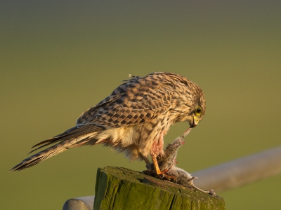 Bij het zoeken naar de vele soorten die er deze dag zaten in de polder waaronder de terugkerende Wulpen zeg ik deze Torenvalk vlakbij zitten, deze bleef gelukkig rustig door eten ondanks mijn aanwezigheid. De lage zon geeft nog wat extra kleur.
