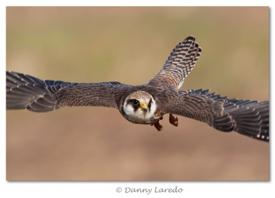 Amazing how the Juv. looks a whole lot better than the adults.