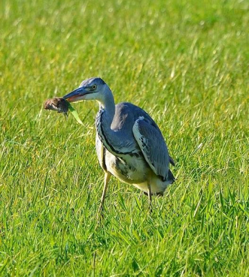 Gisteren al prachtige foto's kunnen maken van een aantal vliegende blauwe reigers in de polder en had me eigenlijk voorgenomen om vanmorgen alleen voor buizerds te gaan. Totdat ik deze blauwe vriend wel heel aandachtig naar het gras zag staren... Toch maar even de camera erop en wachten... Slechts 1 minuut later was het raak en toonde hij zijn vangst. Deze mol verdween enkele seconden later zonder problemen in 1 keer in zijn maag. Helaas verliest de foto wat scherpte vanwege de extreme verkleining om hem te kunnen uploaden. Het origineel is haarscherp. Ik hoop dat jullie hem toch kunnen waarderen.