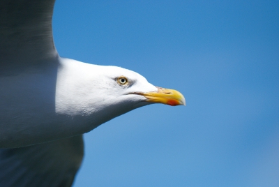 Foto genomen op de boot van Den Helder naar Texel.
NIKON D60, SIGMA 70-300, ISO 400, f/5.6, 1/2500 sec.