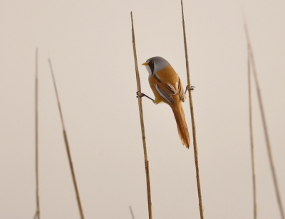 deze foto is genomen bij jaap deensgat
op een mistige morgen en bij nogal veel wind.