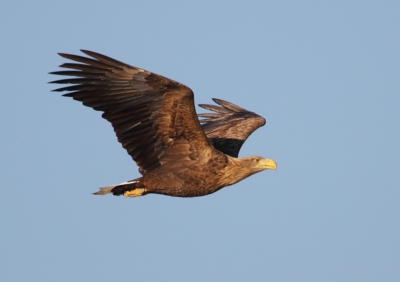 Deze zeearend kwam overvliegen tijdens het varen snel de camera gepakt en foto's genomen en ik had gelukkig de zon in de rug.
