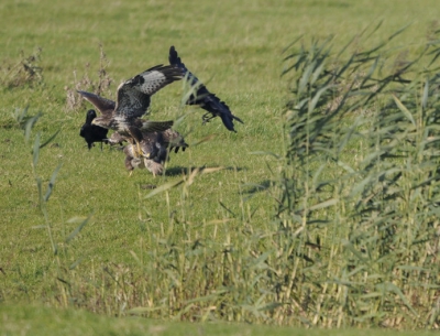 Vanuit een observatiehut deze buizerds gespot, de "grotere"buizerd joeg de jonge kleinere buizerd weg bij een karkas van een edelhert, enkele kraaien wilden zich er ook mee bemoeien, prachtig om dit te mogen aanschouwen van een meter of 80 tot 100 en wat een mooi gebied is de Oostvaardersplassen toch. Ook het weer was prachtig.