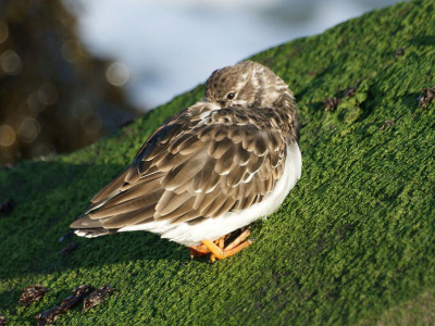 Deze Steenloper zat lekker van het zonnetje te genieten maar moest ons toch even in de gaten houden wat we deden