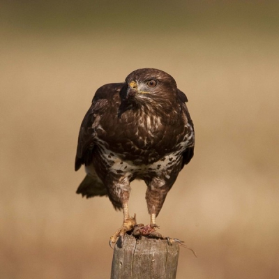 Nadat de buizerd een prooi had gevonden en een plek om deze op te peuzelen kreeg ik een mooie gelegenheid om deze vast te leggen