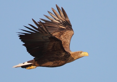 Deze zeearend kwam overvliegen tijdens het varen snel de camera gepakt en foto's genomen en ik had gelukkig de zon in de rug.