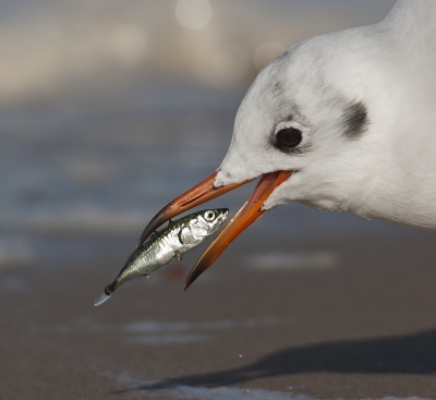 Op de trip naar de zeearenden was er 's middags tijd voor het strand van Wolin. Strandlopers waren allemaal al weg, de bonte kraaien lieten zich niet zien, maar gelukkig werkten de meeuwen lekker mee. En op het moment dat ik er klaar voor ben vangt deze meeuw een stekelbaarsje, hij heeft er zeker een minuut mee gehannest voordat hij hem naar binnen kreeg.