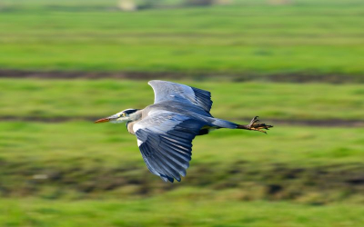 Dit is echt de laatste reiger die ik zal plaatsen, maar ik vond hem te mooi om niet te tonen. Afgelopen weekend kwamen er flink wat reigers af op een slootje waar een tractor bezig was met dreggen. Deze blauwe vriend kwam zeer laag overvliegen waardoor de blauwe kleur mooi tot uitdrukking kwam met de groene polder op de achtergrond.