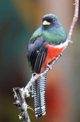 Nog 1 van deze mooi gekleurde vogel, de vogel is ca. 25 cm groot. Deze is 20 minuten eerder genomen.
De andere is te zien op BP
http://www.birdpix.nl/album_page.php?pic_id=275671
www.worldnature-photos.com