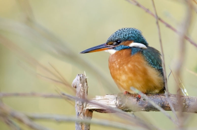 Tussen de takken en de andere fotografen in de hut door kon ik deze ijsvogel vastleggen