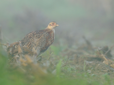 Opdracht was de vogel zo groot mogelijk in beeld met toch de mistige sfeer behouden. Deze maand slechts een paar mistige ochtenden gehad, en ik hoop dat deze jonge hen in de smaak valt.