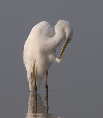 Hoe hardhandig ze tekeer kunnen gaan met die grote snavel als het om vissen gaat, zo subtiel gebruiken ze de snavel om de veren te poetsen