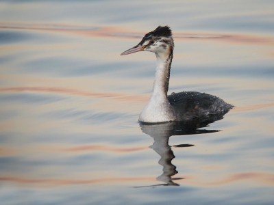 Naast de grote zilverreiger kreeg ik voor de hut ook gezelschap van dit jonge fuutje. Het was eigenlijk al zo goed als donker, maar vanwege de mooie waterkleur heb ik toch nog geprobeerd wat foto's te maken. Ik denk dat ongeveer 90% van de foto's onscherp was, maar deze vond ik nog wel goed genoeg om te delen.

Groeten Tom Versluijs