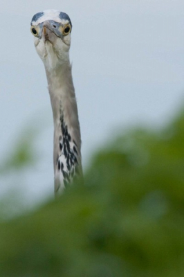 Dit was de eerste vangst van de ochtend. Op een paar meter afstand van de reiger hebben we elkaar wel 10 minuten staan aanstaren.
Ik vind het wel een grappig portret van deze jager.