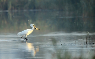 Deze foto zag ik in mijn album staan en ik vond het wel een mooie sfeer hebben, in de vroege morgen met mist en opkomende zon, bijna windstil,de meeste mensen nog op een oor, en dan een zilverreiger  met als prooi een  snoekbaars fotograveren, wat een leuke hobby hebben we toch!