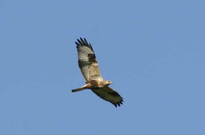 De ruigpootbuizerd gefotografeerd bij goede weersomstandigheden