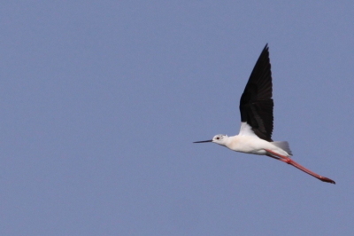 onder goede weersomstandigheden in het mooie natuurgebied de Groene Jonker