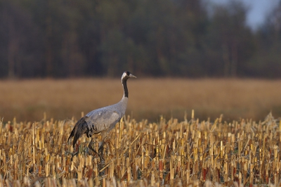 2 dagen naar Diepholz geweest om kraanvogels te kijken, er waren er meer dan 40.000! Ze zijn ongelooflijk schuw, op 300 m afstand gaan ze al op de wieken. Maar soms heb je geluk. Deze kwam na verloop van tijd steeds iets dichterbij, in prachtig avondlicht, met mooie herfstkleuren op de achtergrond.