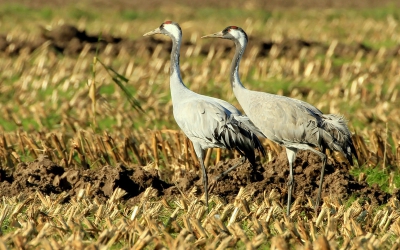 Heel veel Kraanvogels waren er afgelopen weekeind te zien in Diepholz-duitsland maar om ze redelijk beeldvullend op de foto vast te leggen valt tegen,wat zijn ze schuw. Toch veel foto kunnen maken op deze zonnige zaterdag,waarvan deze er een is.