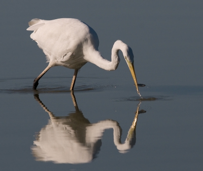 Windstil, dus een mooie spiegeling toen de zilver dit visje uit het water haalde