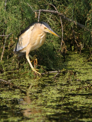 Een van de soorten die ik in Griekenland graag wilde zien was de Woudaap. Dit is vaak gelukt, alleen vloog de vogel dan vaak even op uit het riet om er even later weer in te ploffen. Als digiscoper is dit helaas niet vast te leggen, dus we bleven hopen op een wat gewillerige vogel. Op een van de laatste dagen was dat het geval. We hadden toen het geluk dat we deze druk vissende Woudaap langs een slootje zagen zitten. Voorzichtig zijn we toen een dijkje op geslopen, met deze foto als resultaat.

Groeten Tom Versluijs