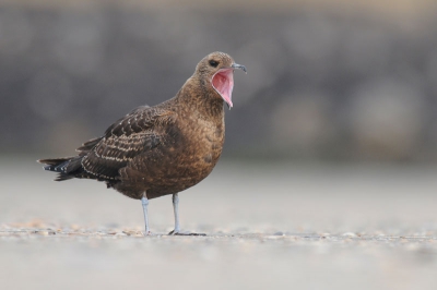 Een dagje IJmuiden leverde in ieder geval deze Kleine Jager op. Wat heeft zo'n vogel een grote. . .