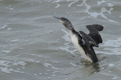 Een tweede upload van het dagje IJmuiden. Deze foto genomen vanaf de zuidpier.