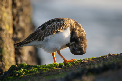 aan het einde van de pier maar even tussen de blokken gaan staan, was wel even uitkijken want wat zijn die krengen glad. volop paarse strandlopers en steenlopers aanwezig. 
deze steenloper liet zich wel heel graag fotograferen en hij keek even tussen zijn poten of alles er nog zit.