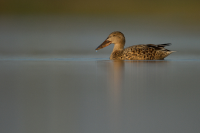 Na het IJsvogel seizoen was ik op zoek naar wat anders. Een gebied met veel soorten Eenden was gevonden. Nu kon ik mijn nieuwe project starten. Het Slobeend vrouwtje bleef nieuwsgierig in de buurt. Thuis kon ik vele mooie plaatjes bewonderen.