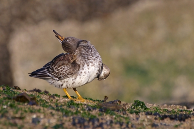 tussen de rotsblokken gekropen en ontdekte ik deze paarse  die zijn eigen lekker zat te poetsen na dat hij even een bad had genomen. wat zijn het toch heerlijke vogels om te fotograferen totaal niet schuw.