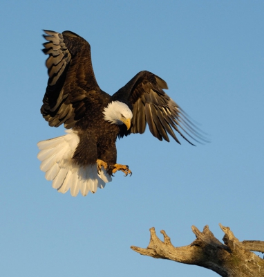 Deze Bald Eagle vlak voor de landing op een boomstronk kunnen platen, op een koude, maar zeer mooie vroege ochtend met heerlijk warm licht, staande op het strand van de Kachemak Bay in Alaska.

Met vriendelijke groet en een prettig weekend gewenst,

Harry