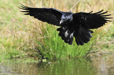 de kraai probeerde het brood voor de eenden uit het water te vissen.
het leverde leuke plaatjes op.
