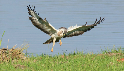 Vaste bewoner van de Zuilespolder. Prachtig witte soort.
Heb ik mooie vliegbeelden van kunnen maken.